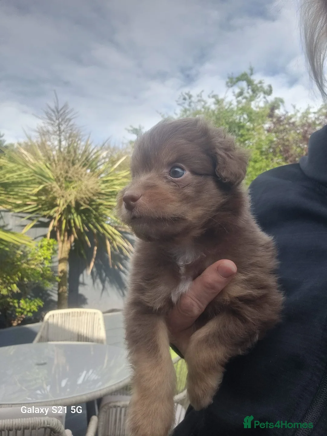 Toy Poodle dogs for stud: Toy poodle available for stud  in Rowlands Gill - Advert 10