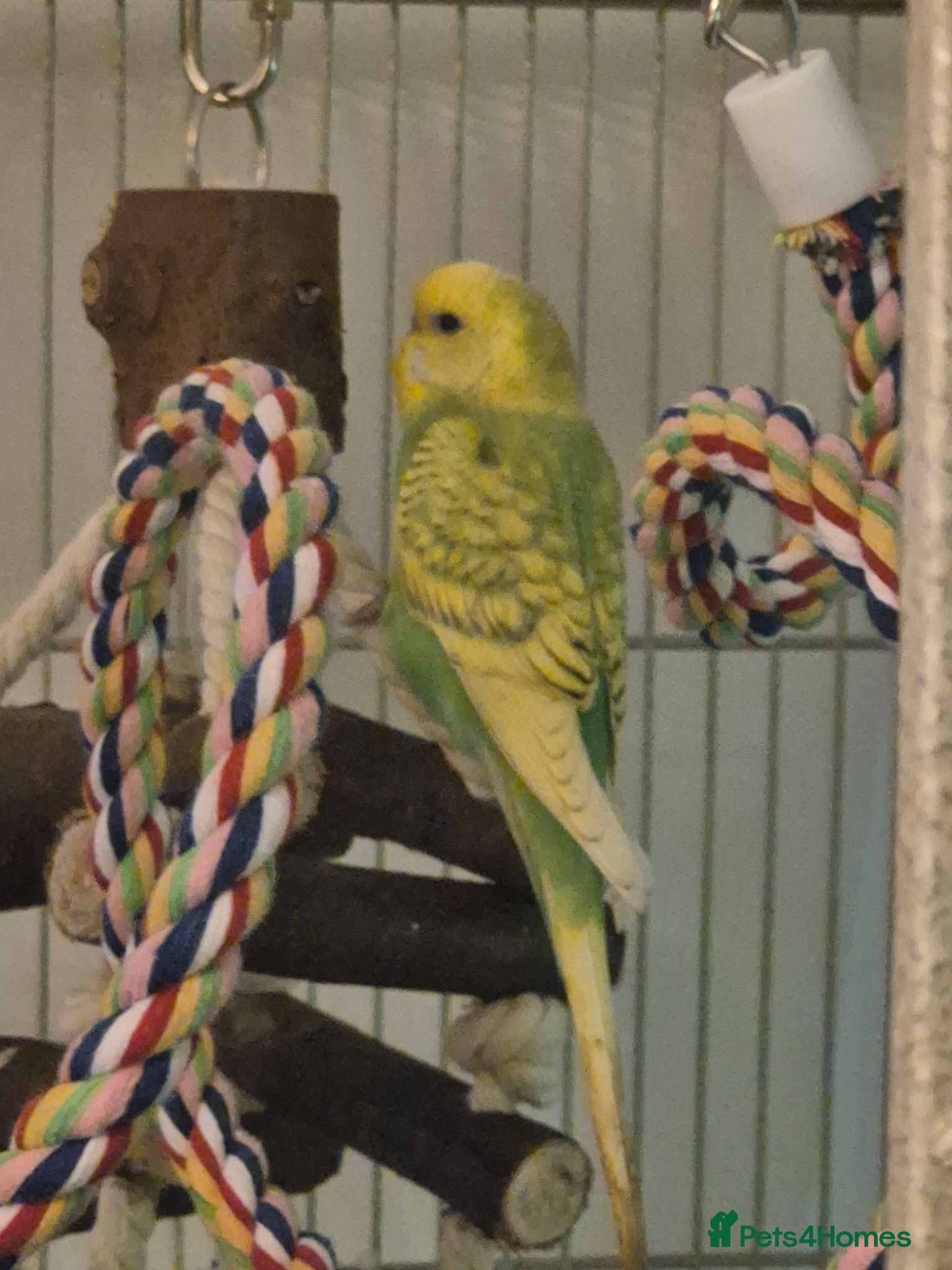 Budgerigars birds Young Male Budgie - Advert 5
