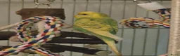 Budgerigars birds for sale: Young Male Budgie - Advert 5