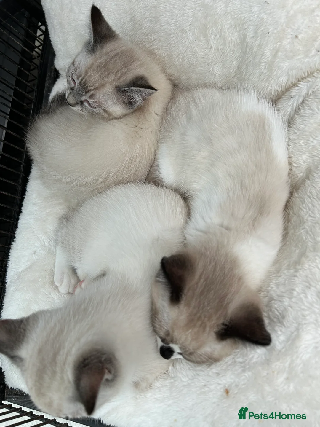 Ragdoll cats for sale: Ragdoll kittens for sale - Advert 4