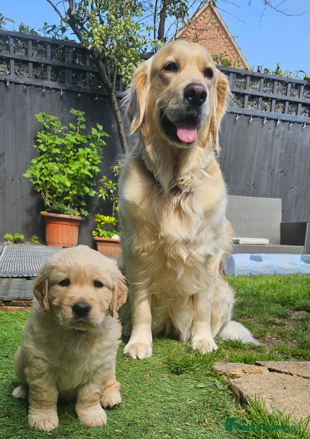 Golden Retriever dogs for sale: 5* Golden retriver puppies - Advert 6
