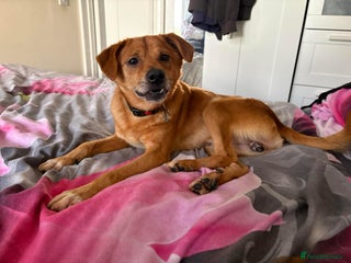 Mixed Breed dogs Fry - Norwich Norfolk - Advert 1