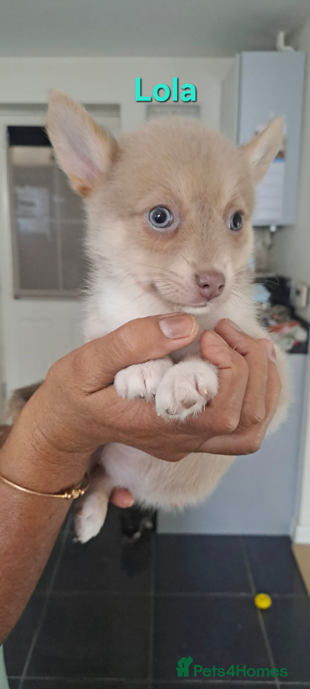 Pomsky dogs for sale: Ready now -Stunning F4 Pomskies, 6kg as adults  - Image 21