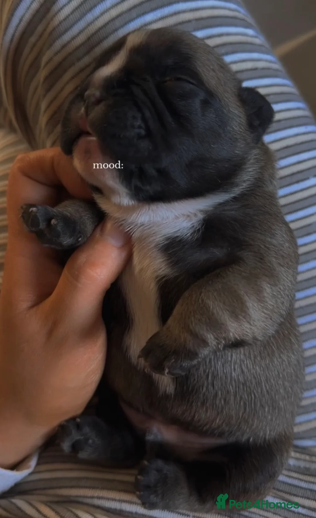 French Bulldog dogs for sale: French bulldog  - Advert 2