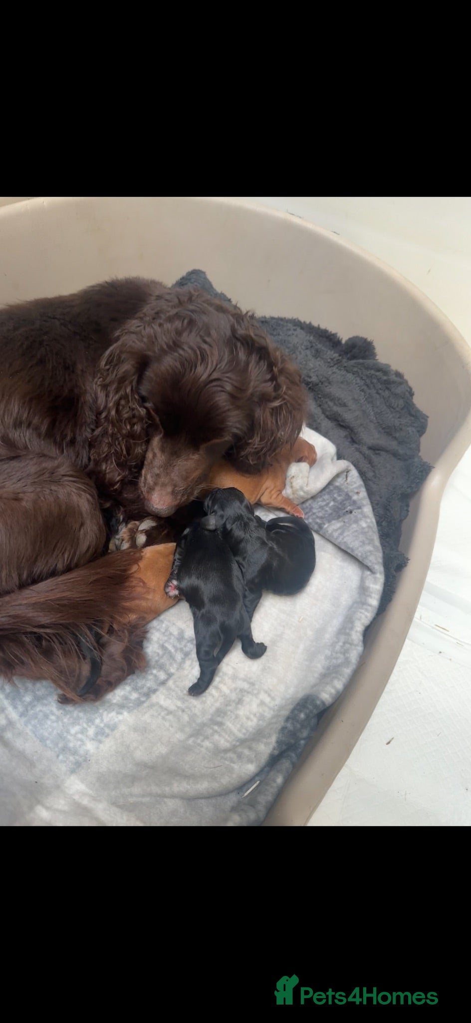 Cocker Spaniel dogs 3 beautiful cocker spainels  - Advert 6