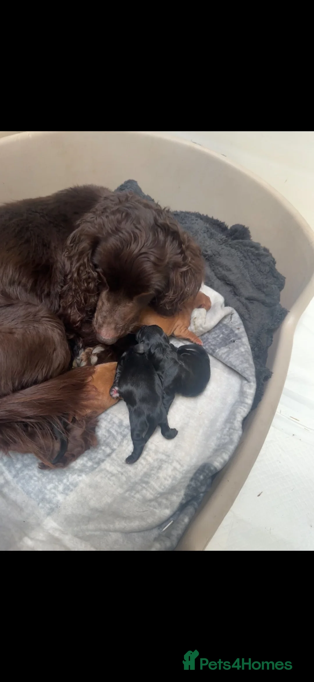 Cocker Spaniel dogs for sale: 3 beautiful cocker spainels  - Advert 1