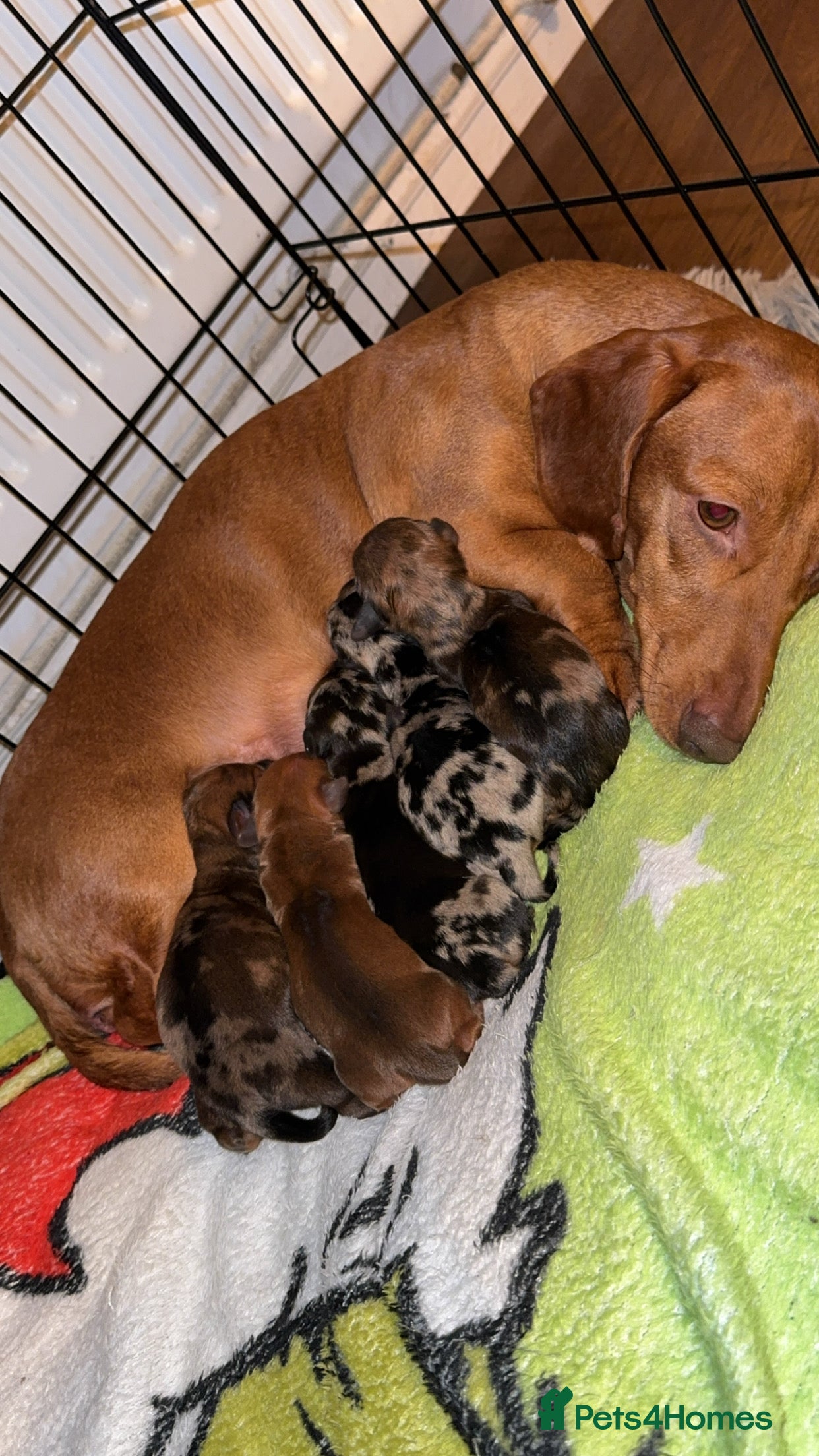 Dachshund dogs Dachshund Puppies  - Advert 3