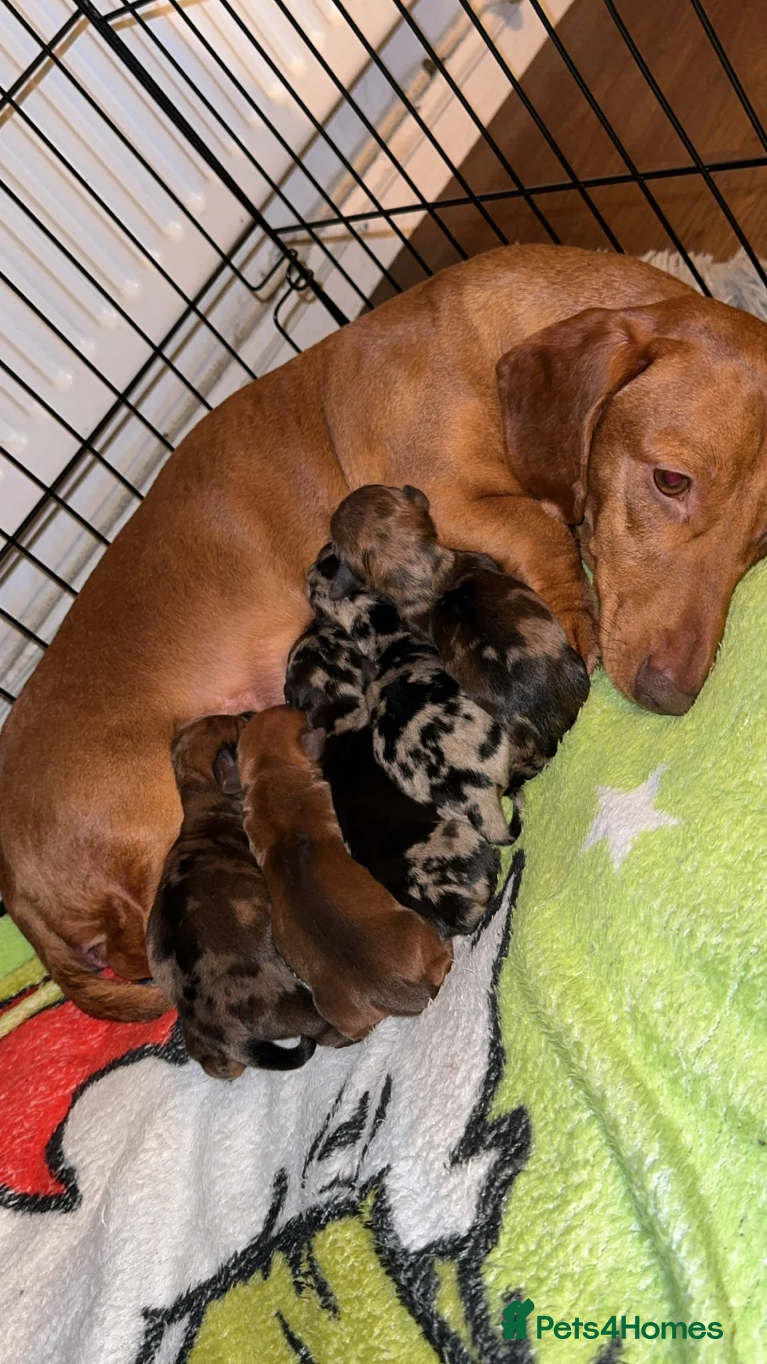 Dachshund dogs for sale: Dachshund Puppies  - Advert 2