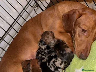 Dachshund dogs Dachshund Puppies - Advert 3