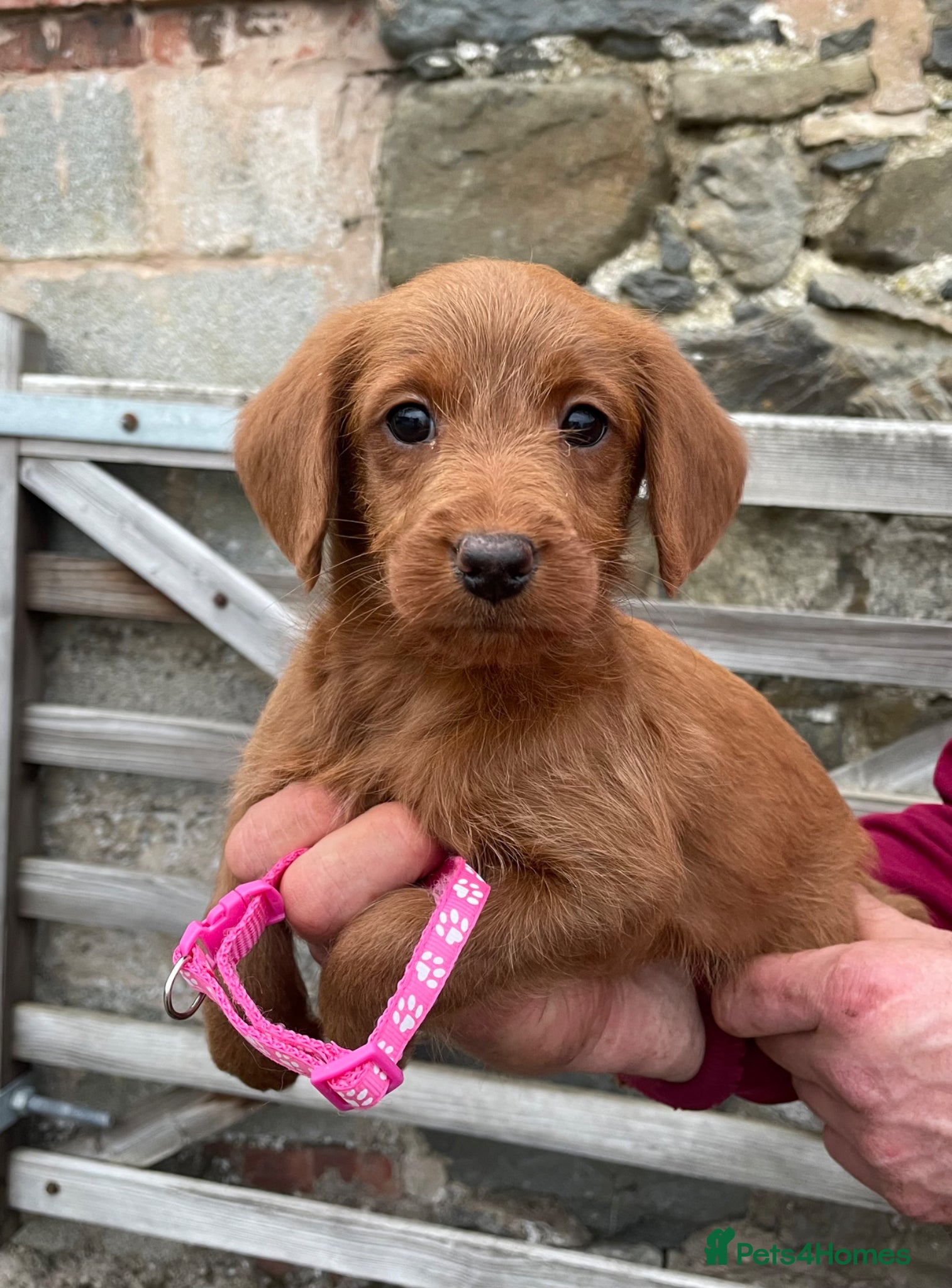 Labradoodle dogs Beautiful Red Labradoodle Pups *Ready Now* - Advert 1