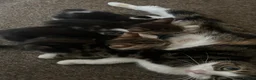 Mixed Breed cats for sale: 4 beautiful playful kittens for sale  - Advert 2