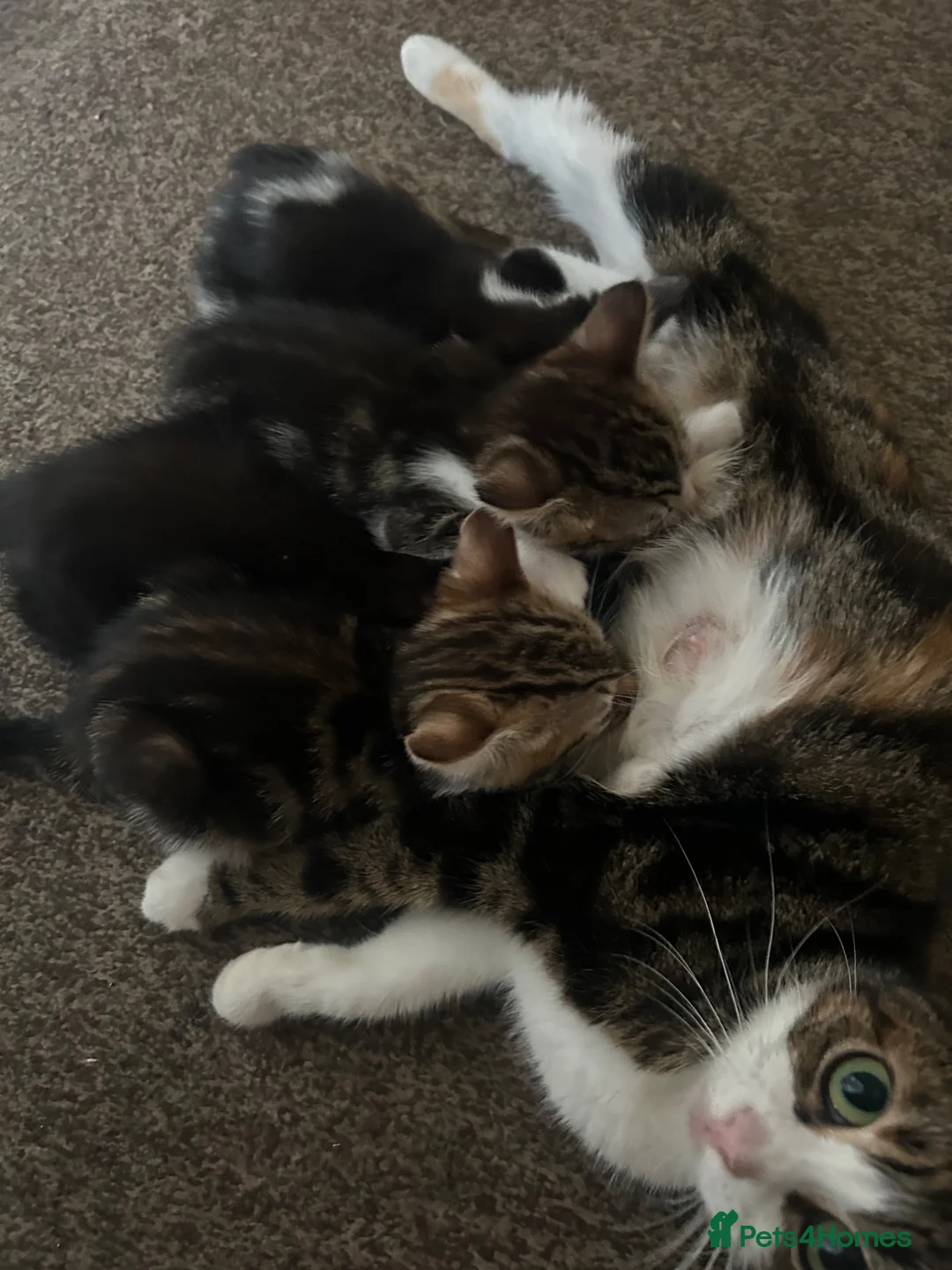 Mixed Breed cats for sale: 4 beautiful playful kittens for sale  - Advert 2