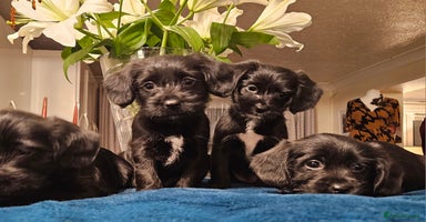 Mixed Breed dogs - Advert 5