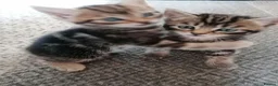 Mixed Breed cats for sale: Beautiful kittens  - Advert 11