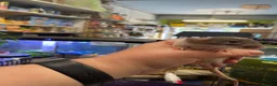 Rat rodents for sale: Baby rats - Advert 2