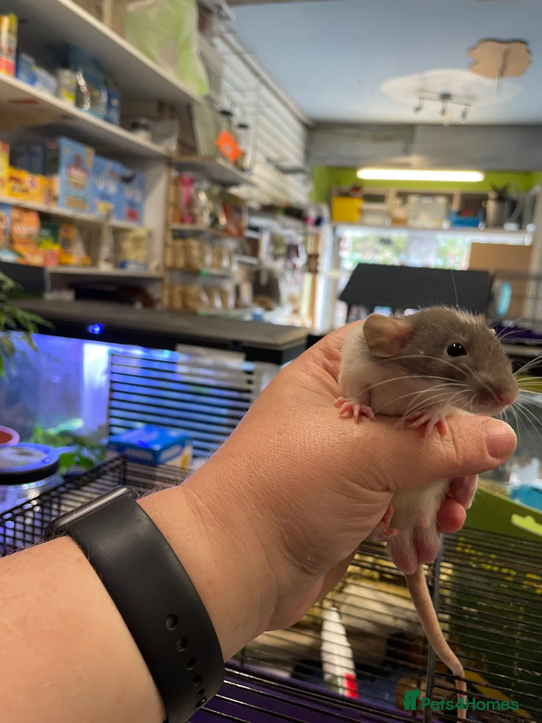 Rat rodents for sale: Baby rats - Advert 2