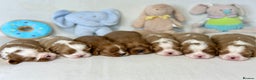 Cavalier King Charles Spaniel dogs for stud: KC Reg Health Tested Excellent Pedigrees for STUD in Nottingham - Advert 21