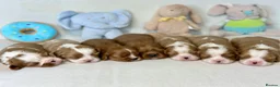 Cavalier King Charles Spaniel dogs for stud: KC Reg Health Tested Excellent Pedigrees for STUD in Nottingham - Advert 21