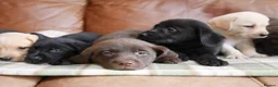 Labrador Retriever dogs for sale: Quality Health Tested Labrador Puppies - Advert 8