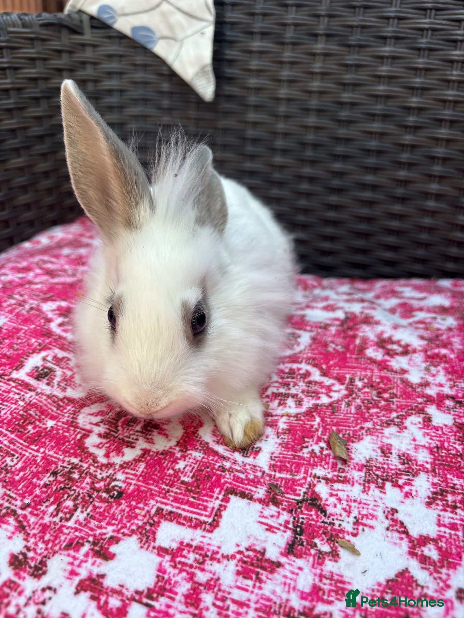Mixed Breed rabbits Angora x lionhead babies  - Advert 2