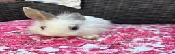 Mixed Breed rabbits for sale: Angora x lionhead babies  - Advert 3