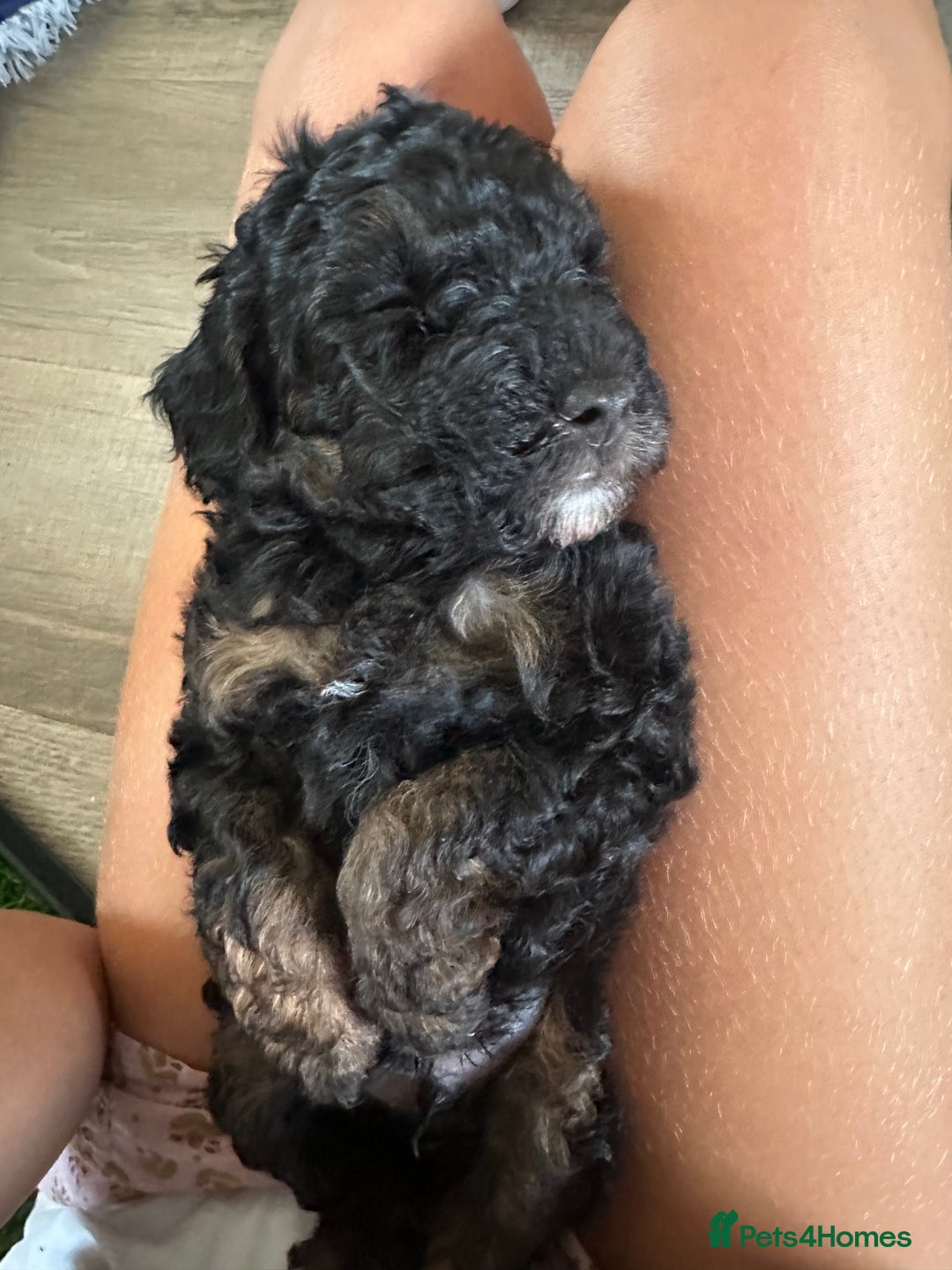 Toy Poodle dogs for sale: Toy Poodle Puppies - Extensively Health checked  - Image 9