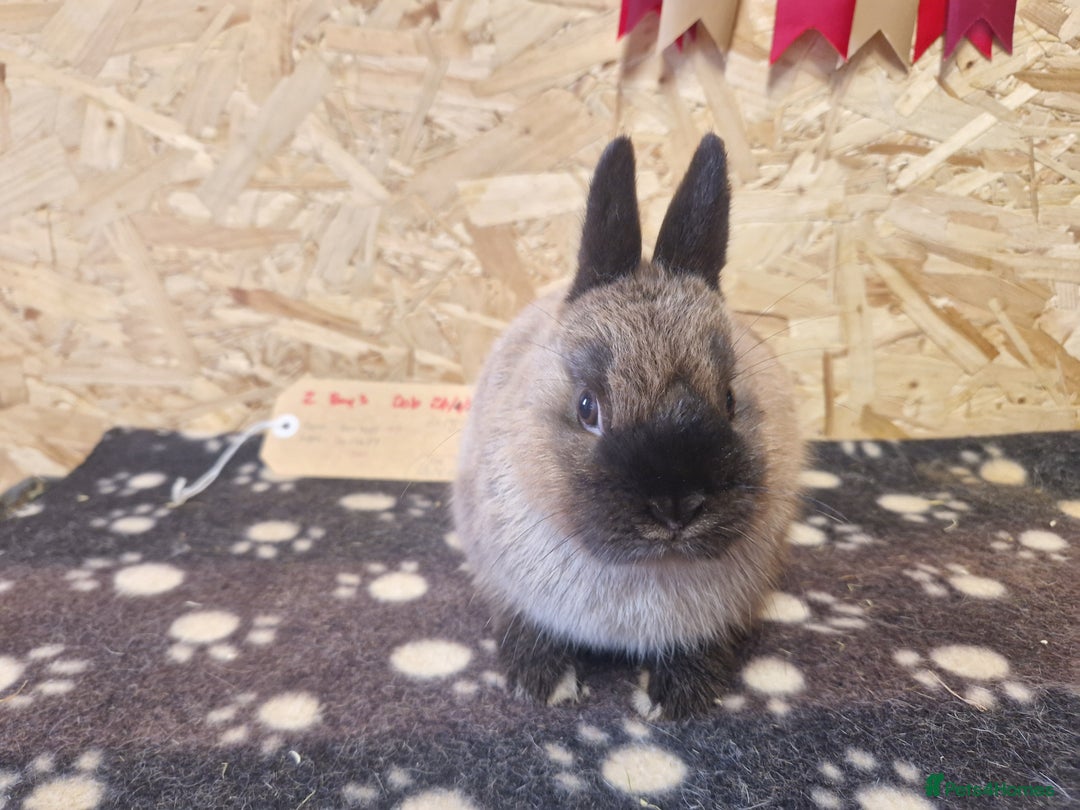 Netherland Dwarf rabbits for sale: Netherland dwarf bunnies for sale - Image 2