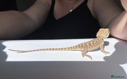 Bearded Dragon reptiles for sale: Baby beardies - Image 20