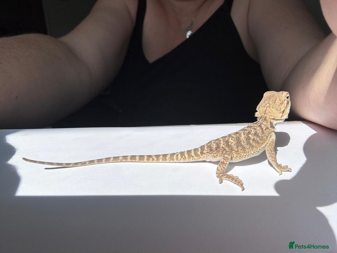 Bearded Dragon reptiles for sale: Baby beardies - Image 20
