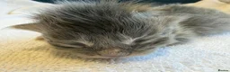 Ragcoon cats for sale: Ragdoll × Maine Coon Kittens rare colours - Advert 14
