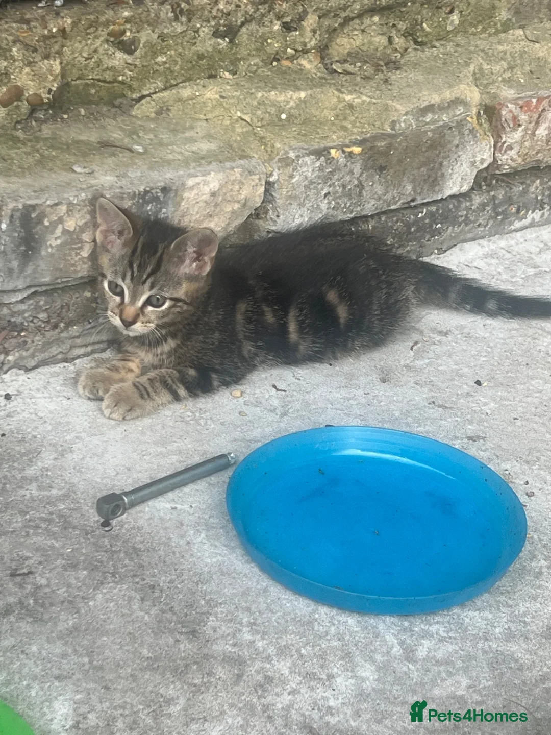Mixed Breed cats for sale: Cats for sales  in Grays - Advert 2