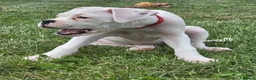 Boxer dogs for sale: READY NOW! Quality White KC Reg Boxer Puppies - Advert 3