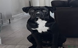 Mixed Breed dogs for sale: URGENT SELL - Mixed Cane Corso & Staffordshire  - Image 3