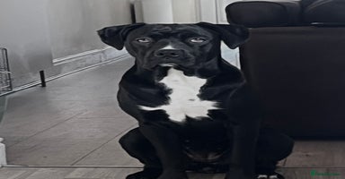 Mixed Breed dogs - Advert 14