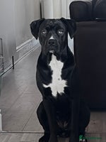 Mixed Breed dogs - Advert 3