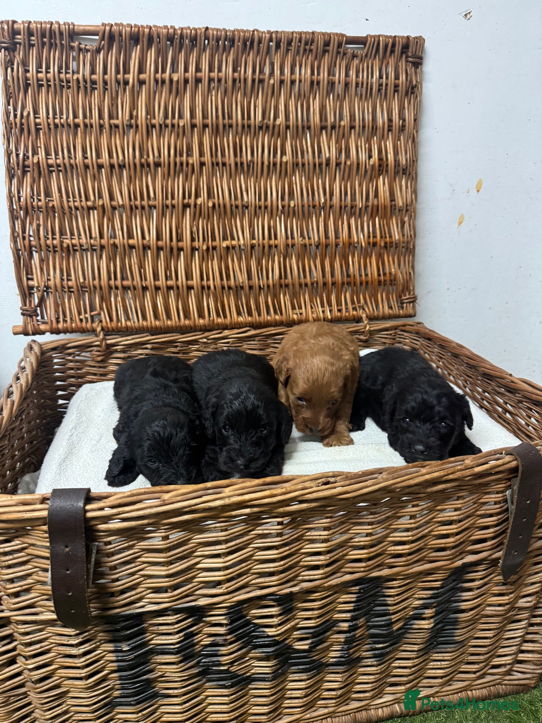 Cockapoo dogs for sale:  DNA health tested fully vaccinated ready to go - Advert 5