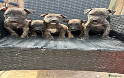 Mixed Breed dogs for sale: Mixed breed pups available  - Image 3