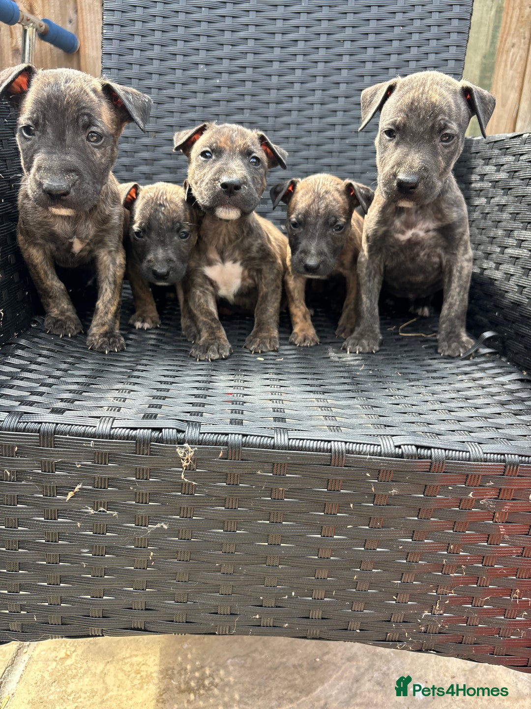 Mixed Breed dogs for sale: Mixed breed pups available  - Image 3