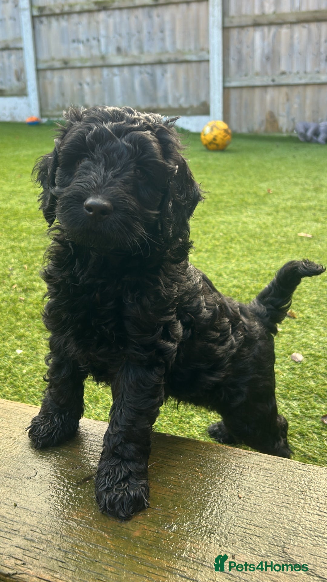 Cockapoo dogs for sale: Beautiful Cockapoo Puppies  - Advert 3