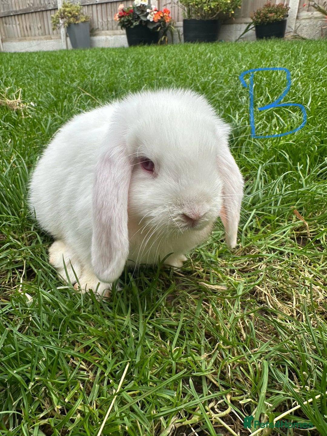 Mini Lop rabbits for sale: Mini Lop Rabbits For Sale  - Image 11