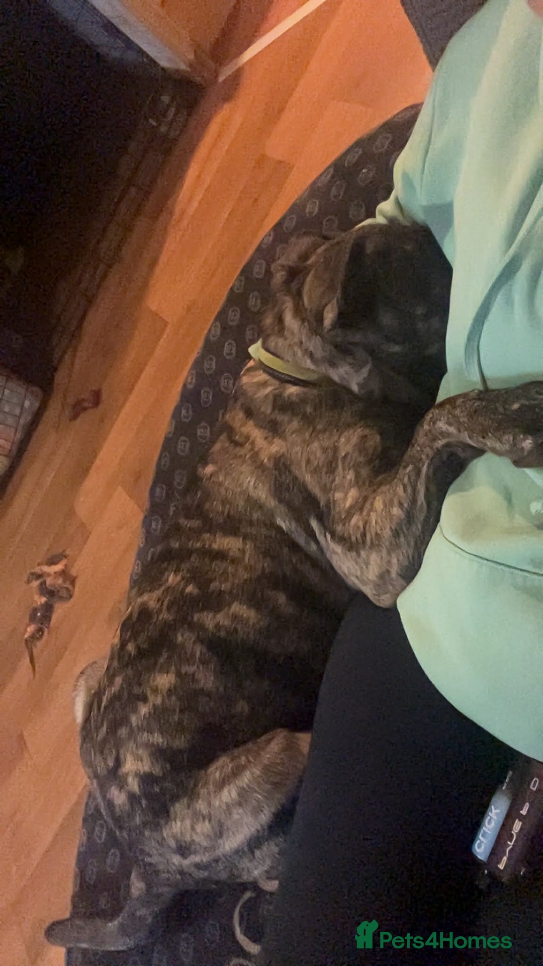 Mixed Breed dogs for sale: Rex! The 7 month old medium sized mixed breed - Advert 6