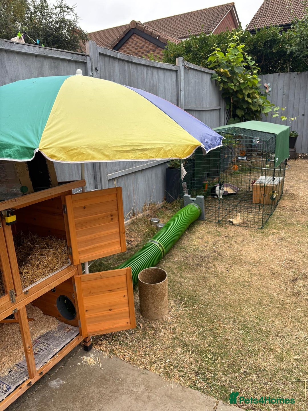 Dutch rabbits for sale: Pair of bonded vaccinated female rabbits - Image 8