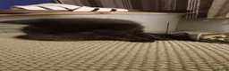 British Shorthair cats for sale: 3 lovely black kittens in Preston - Advert 11