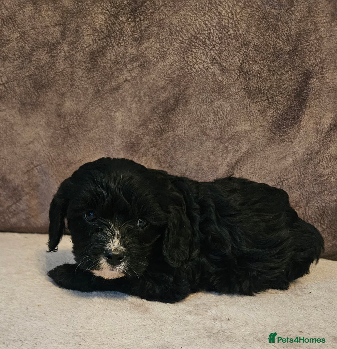 Cavapoo dogs for sale: Miniature cavapoo puppies  - Advert 4