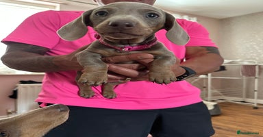 Miniature Dachshund dogs in Newcastle upon Tyne - Advert 6