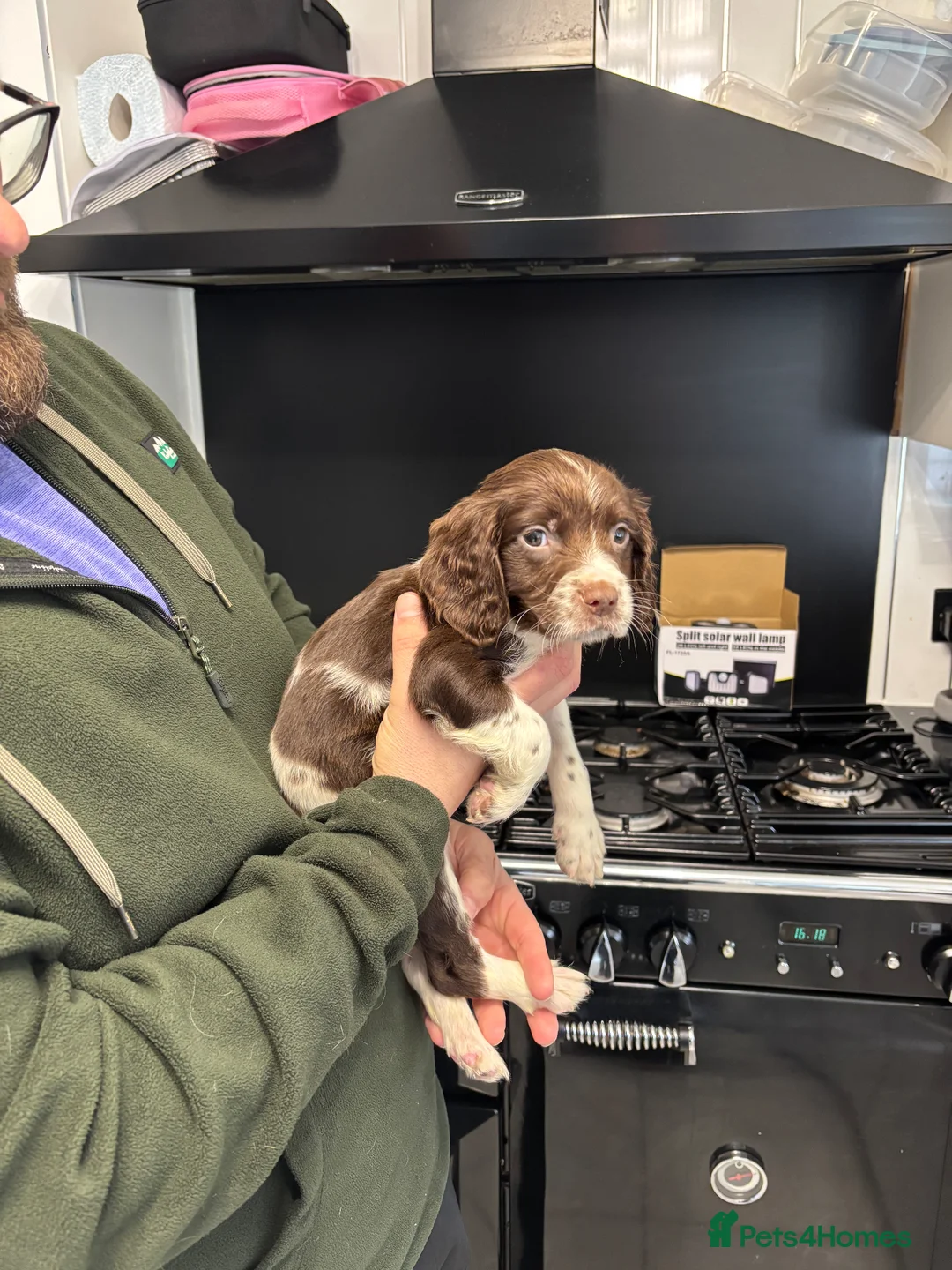 English Springer Spaniel dogs for sale: English springer spaniel puppys - Advert 2