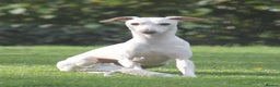 Italian Greyhound dogs for stud: Cream Italian Greyhound for Stud KC Registered - Advert 4