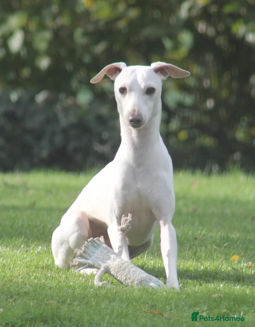 Italian Greyhound dogs for stud: Cream Italian Greyhound for Stud KC Registered - Advert 4