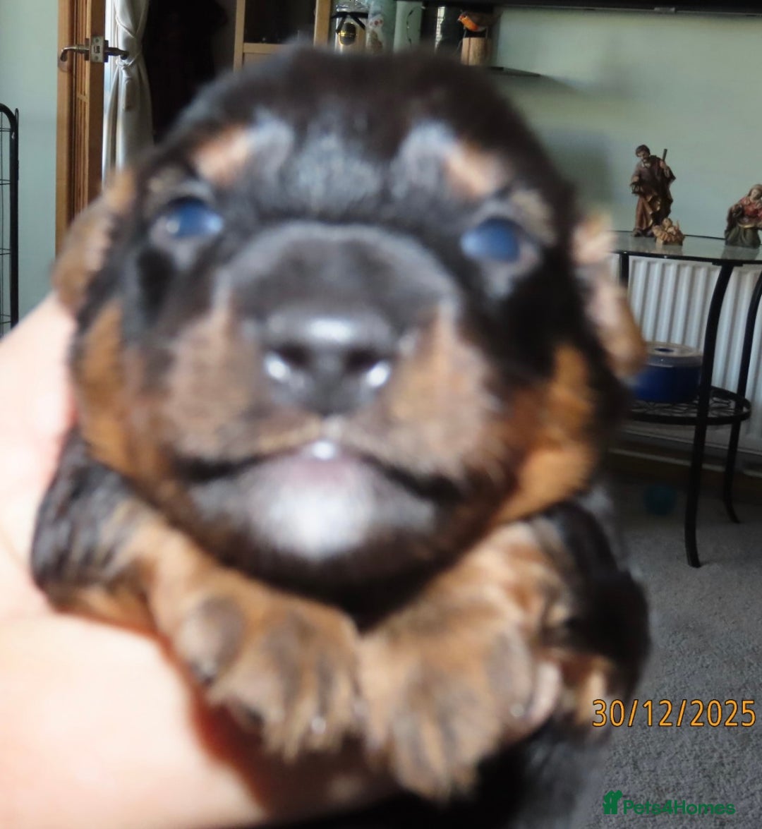 Mixed Breed dogs for sale: Dachshund Jack Russel xdachsund  - Advert 2