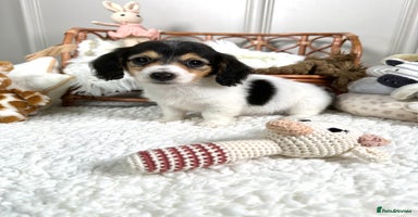Miniature Dachshund dogs - Advert 15